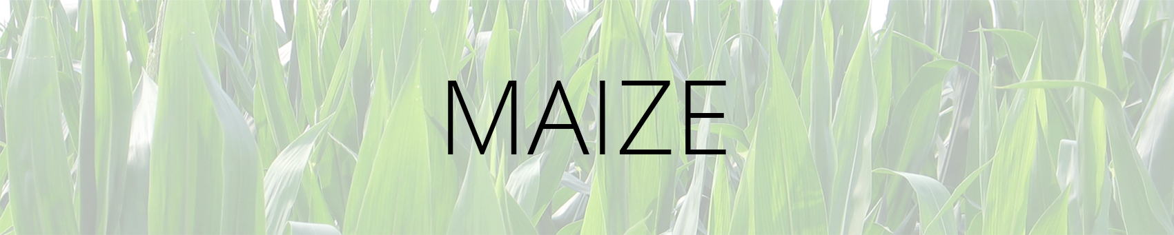 Maize Banner