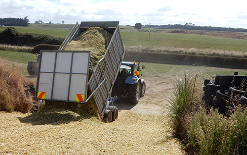 Bin Trailers & Trucks Carting Maize