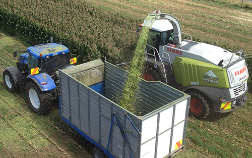 Bin Trailers & Trucks Carting Maize