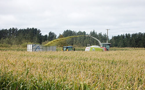 Harvesting Maize