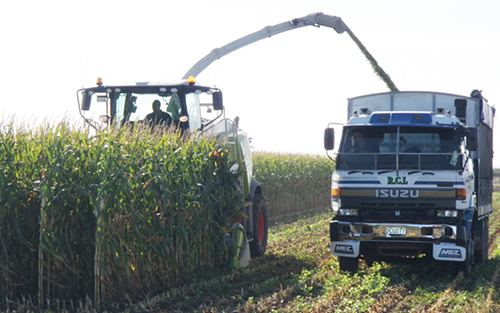 Harvesting Maize