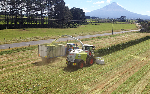 Harvesting Maize