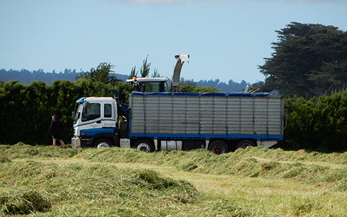 Bin Trailers & Trucks Carting Silage