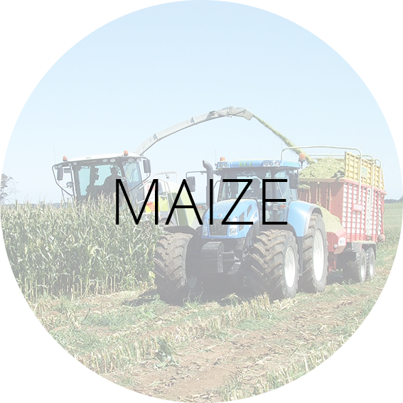 Maize Label